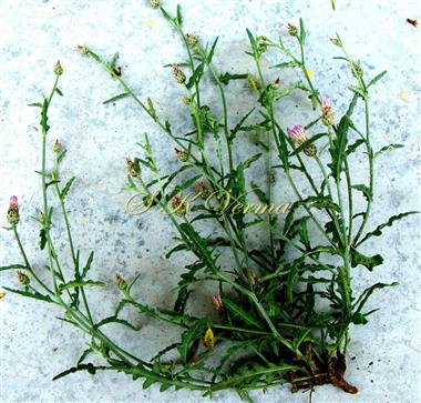 Plant